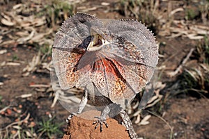 Frill-necked Lizard photo