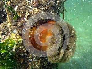 Frilled Anemone and Hidden Sculpin