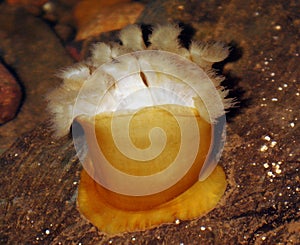 Frilled anemone - Metridium senile photo