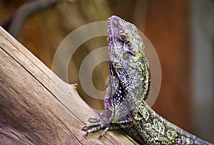 Frilled Dragon