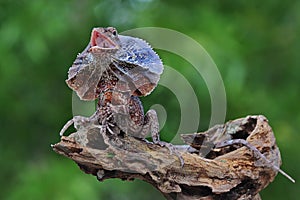 A frilled dragon Chlamydosaurus kingii is developing an umbrella-shaped neck.