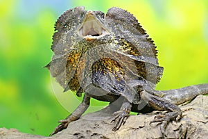 A frilled dragon is expanding its neck to scare off intruders.