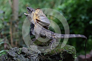 A frilled dragon is expanding its neck to scare off intruders.