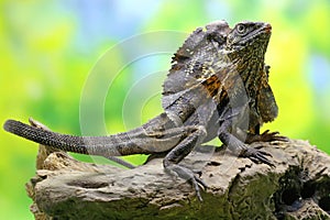 A frilled dragon is expanding its neck to scare off intruders.