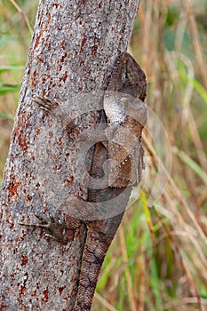 Frilled Lizard