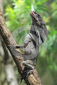 Frilled lizard