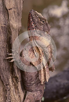 Frilled lizard