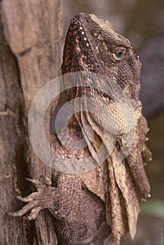 Frilled lizard