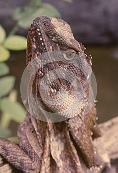 Frilled lizard