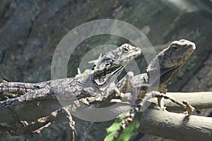 Frilled Lizard