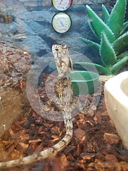 Frilled lizard in cage