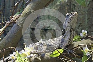 Frilled Lizard photo
