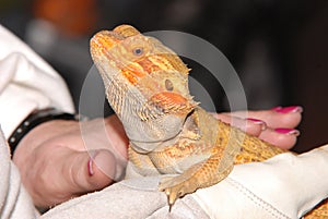 Frilled lizard on hand