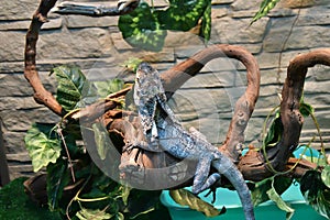 Frilled lizard LAT. Chlamydosaurus kingii