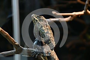 Frilled lizard LAT. Chlamydosaurus kingii