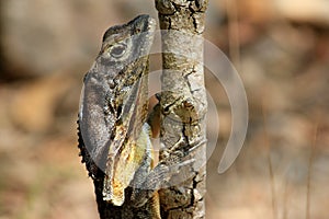 Frilled Lizard side profile photo