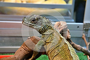 Frilled lizard In the terrarium