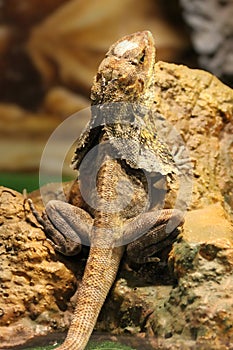 The frilled lizard is a unique species from the family of agamid,