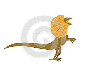 Frilled lizard on white background.