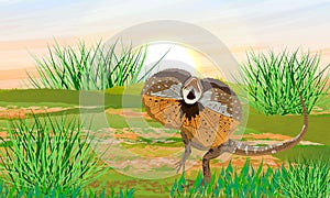 The Frilled Lizards in a green meadow. Chlamydosaurus kingii or frill-necked lizard, frilled dragon or frilled agama.