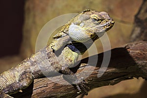 Frilled neck lizard