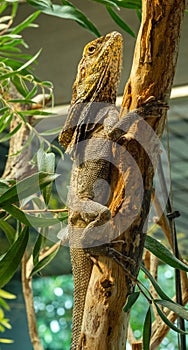 Frilled neck lizard (Chlamydosaurus kingii) on a tree branch