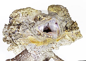 Frilled neck lizard photo