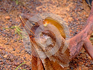 Frilled-necked lizard