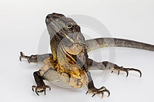 Frilled Necked Lizard