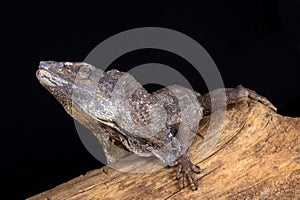 Frilled-necked lizard Chlamydosaurus kingii