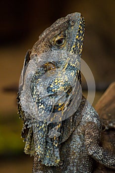 The frilled-necked lizard, Chlamydosaurus kingii