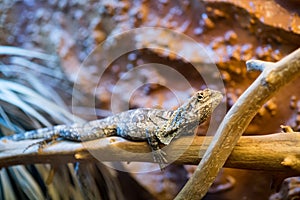 Frilled-necked lizard Chlamydosaurus kingii sitting on a branch