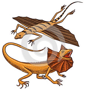 Frilled-necked lizard, flying dragon or agama in Australia. wild animals in nature. vector illustration for book or pet