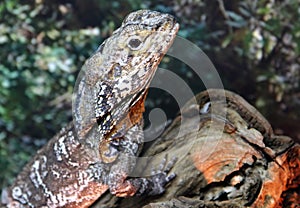 Frilled-necked lizard or Frilled dragon Chlamydosaurus kingii