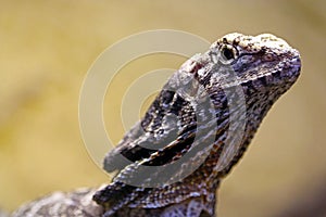 Head of a frilled-necked lizard dragon looking upwards