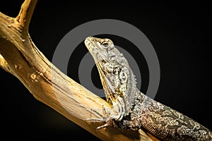 A frilled-necked lizard resting on a branch