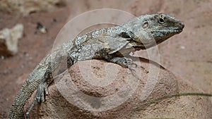A frilled-necked lizard.