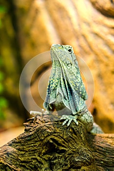 The frilled-necked lizard to the branch