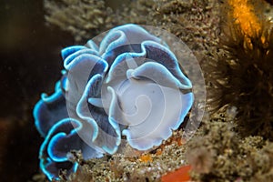 Frilled Nudibranch Leminda millecra seaslug close up