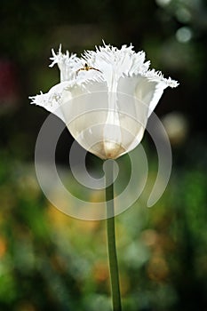 Frilled White Parrot Tulip Flower and Pretty Insec
