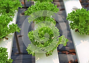 Frillice iceberg green lettuce salad organic vegetable in hydroponics farm