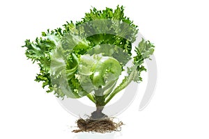 Frillice Iceberg Lettuce from hydroponic farm isolated on white background