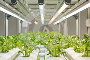 Frillice Iceberg Lettuce in hydroponics