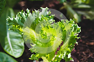 Frillice Iceberg Lettuce on  organic vegetables salad  food background