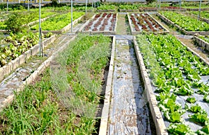 Frillice Iceberg lettuce vegetable plant growing in garden