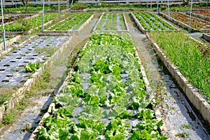 Frillice Iceberg lettuce vegetable plant growing in garden