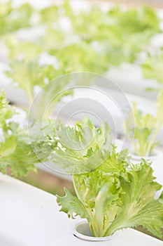 Frillice iceberg plants on hydrophonic farm