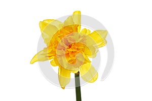 Frilly daffodil flower