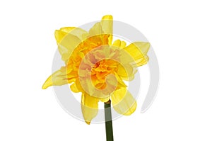 Frilly daffodil flower photo