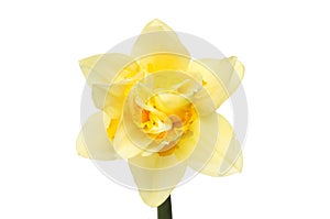 Frilly Daffodil flower photo